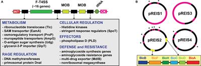 Cryptic Genes for Interbacterial Antagonism Distinguish Rickettsia Species Infecting Blacklegged Ticks From Other Rickettsia Pathogens